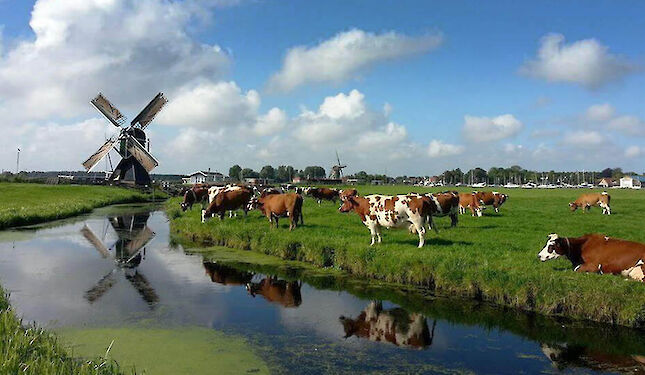 Explore the 'Green Heart' of Holland